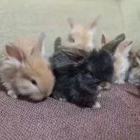 خرگوش های زیبا