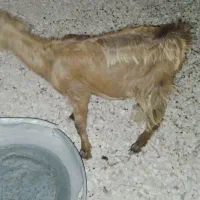 فروش بزوتیشتر موجود هست ناصری