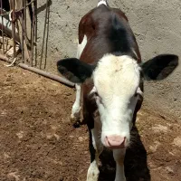 تلیسه مونت