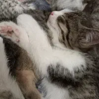 واگذاری گربه