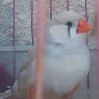 فنج نژاددار خوش رنگ