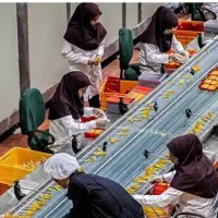 نیروی خانم