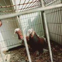 جفت شازده سرخ