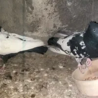 کفتر.کبوتر.کله سیاه.سینه سیاه|پرنده|مشهد, ایوان|دیوار