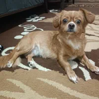 سگ شیوابا همراه دوعددتوله ی دوماهه مظلوم ومهربون