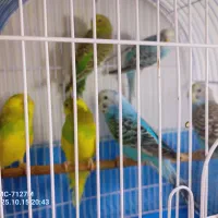 عروس هلندی ومرغ عشق|پرنده|محمدیه-قزوین, |دیوار