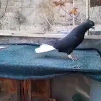 دم سفید|پرنده|رامند, |دیوار