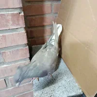 فروش قهوه ای دم سفید