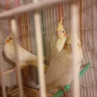 ۳عدد جوجه لوتینو چش شرابی