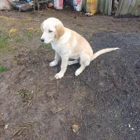 سگ پژدر|سگ|رودبنه, |دیوار