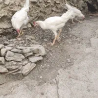 مرغ خروس|حیوانات مزرعه|سروآباد, |دیوار