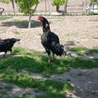 خروس لاری