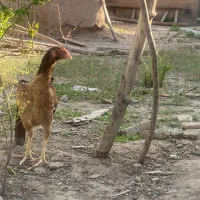 مرغ و خروس لاری