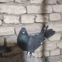 کبوتر پر زنگی