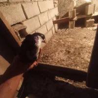 ریش ماده|پرنده|دلند, |دیوار