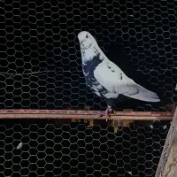 کبوتر معاوضه