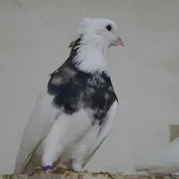 کبوتر طوقی