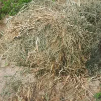 بیده یونجه دست پیچ