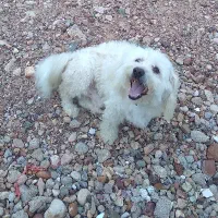 سگ سالم وباحرف