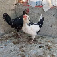 مرغ گلین اصیل