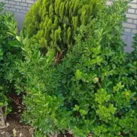 باغبانی.در روستاهای اطراف قم.وخودقم|خدمات باغبانی و درختکاری|قم, پردیسان|دیوار