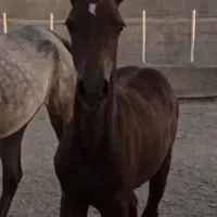 مادیان وکره کرد مدارک دار آبستن|اسب و تجهیزات اسبسواری|تهران, خرمشهر|دیوار