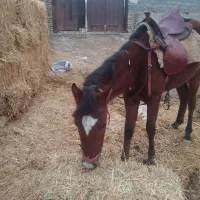 کره اسب نریون