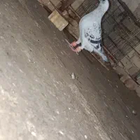 یک جفت پولک شامی قلدور دور چشا سیاه