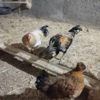 خروس لاری دورگ