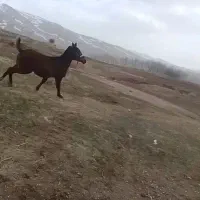 کره نریون|اسب و تجهیزات اسبسواری|خرمآباد, |دیوار