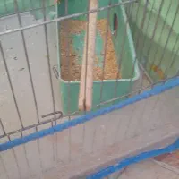 عروس