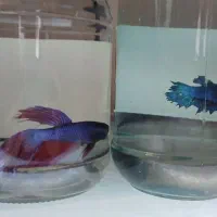 ماهی فایتر جفت|ماهی|کرمانشاه, |دیوار