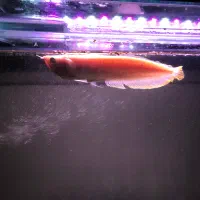 فروش ماهی اکواریوم اروانا البینو