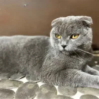 گربه اسکاتیش فولد بلو نر «گوش فولد واقعی»|گربه|کرمان, |دیوار