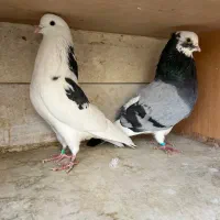 ۴ جفت کفتر اصیل پرشی خال قدیم