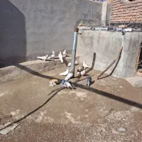 کبوتر سرور|پرنده|اردبیل, |دیوار