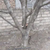 تعداد10عدد درخت گردو|گل و گیاه طبیعی|گرمادوز, |دیوار