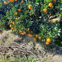 فروش-زمین-باغی