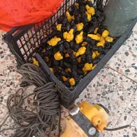 سیم  بلندگو|سایر لوازم برقی|اندیمشک, |دیوار