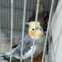 عروس هلندی با جوجه