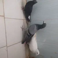 2تالمانی یک دومسفید|پرنده|شیروان (خراسان), |دیوار