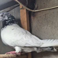 کفتر گرفتنی همه قلمی و کپکی