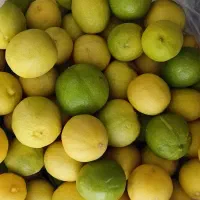 فروش لیمو