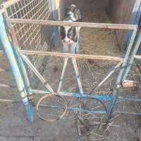 گوساله شیری نر یک هفته ای