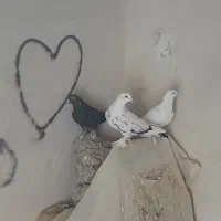 کفتر|پرنده|تبریز, |دیوار