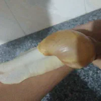 حلزون بزرگ و قشنگ
