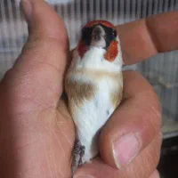 سهره نشاندار