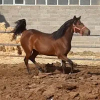 مادیان کرد مدارک دار نوه سهراب کرامانشاه|اسب و تجهیزات اسب‌سواری|تهران, آذری|دیوار