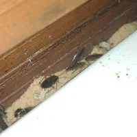 سمپاشی سوسک کابینتی ساس موش سم‌پاشی مورچه|خدمات نظافت|چابهار, |دیوار