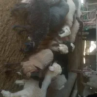 با سلام 6راس بره چاق و سبک به فروش میرسد|حیوانات مزرعه|مرودشت, مجد آباد|دیوار